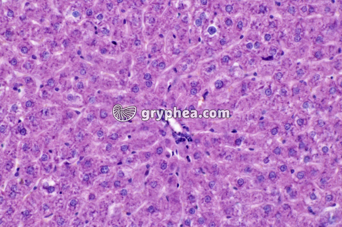 Foie x100 - gryphea.org